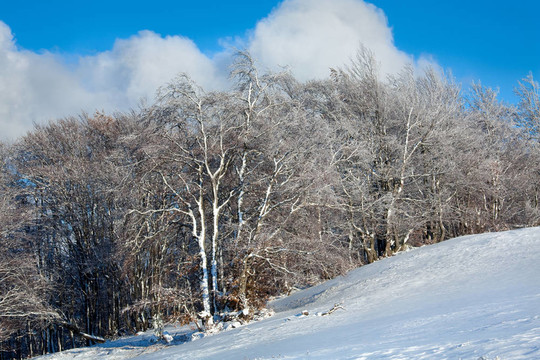 第一次冬季雪和高山山毛櫸森林