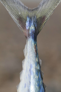 鯖魚