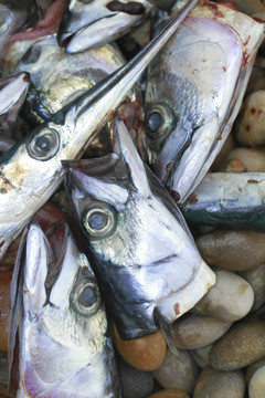 鯖魚