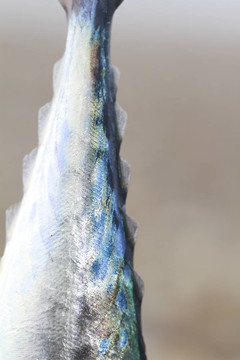 鯖魚(yú)