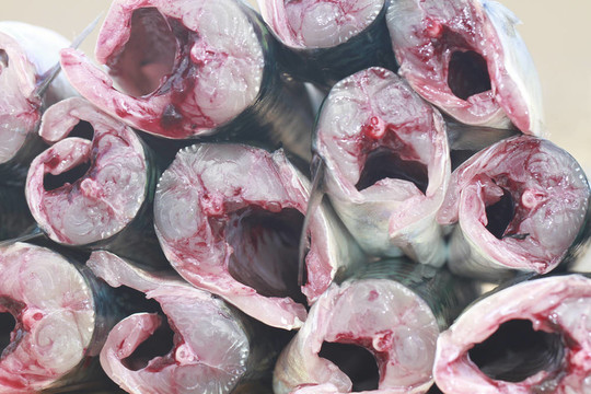 鯖魚