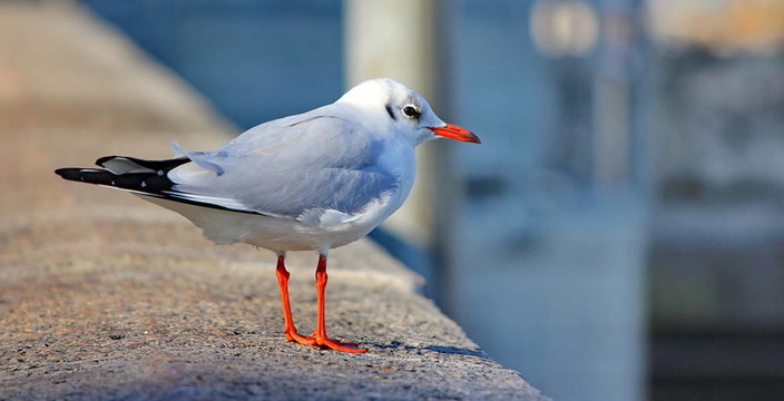 海鷗