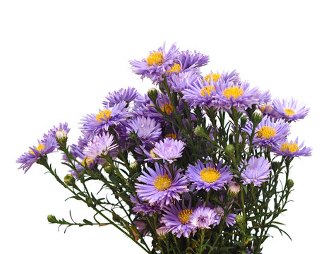 藍色花朵的花束