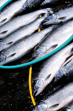 剛捕獲的Coho Salmon