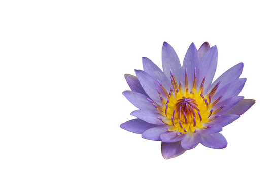 蓮花