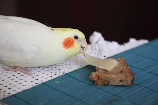 厚臉皮的玄鳳鸚鵡