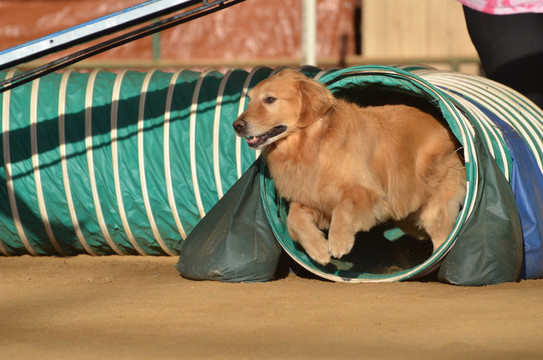 在狗的敏捷性試驗的金毛獵犬