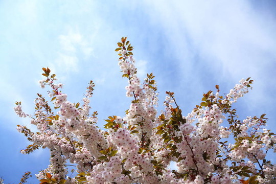 蓝色天空中的樱花