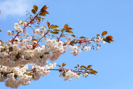 藍(lán)色天空中的櫻花