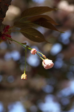 櫻花