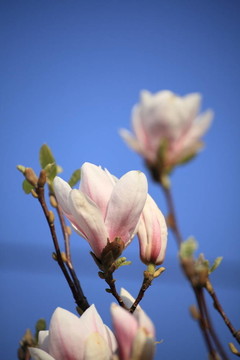 木蘭花
