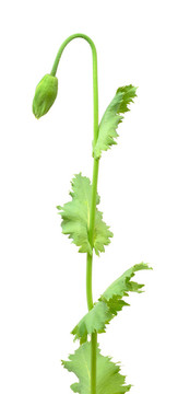 白色背景上的罌粟花蕾