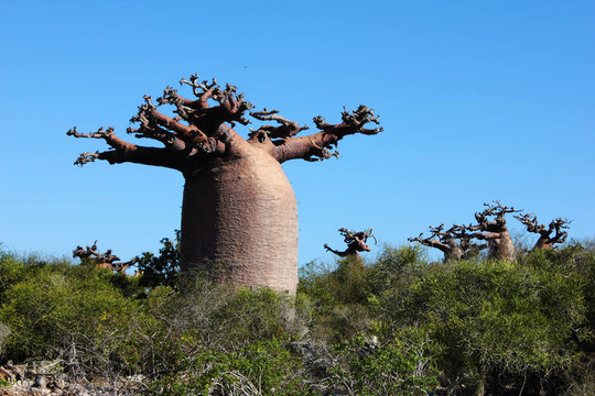 猴面包樹（Adansonia）在干燥的森林