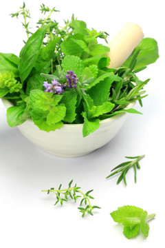草本植物