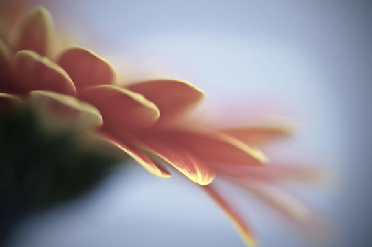 用于對美麗的gerbera daisy flower夢幻般的淺景深效果