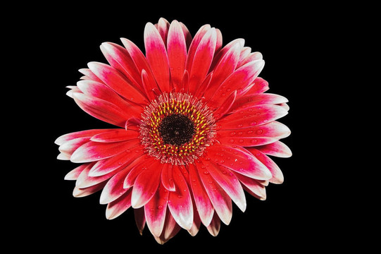 非洲菊雛菊孤立在黑