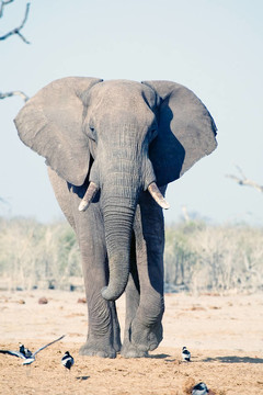 大象（Loxodonta africana）