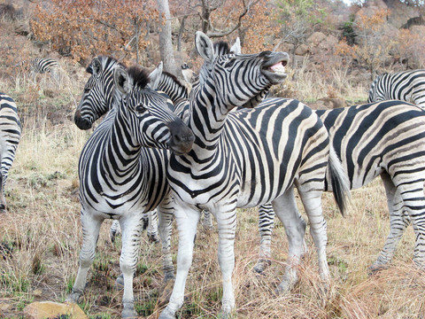 斑馬（Equus burchellii）