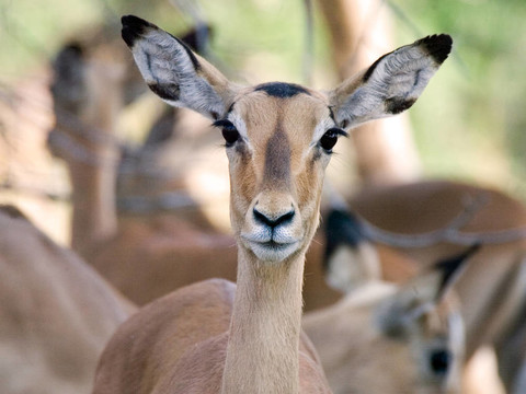 黑斑羚（Aepyceros melampus）