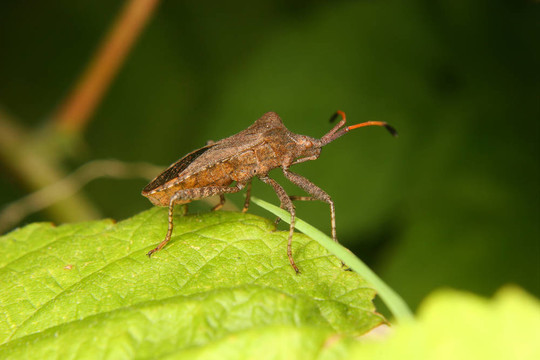 碼頭的bug（Coreus邊）