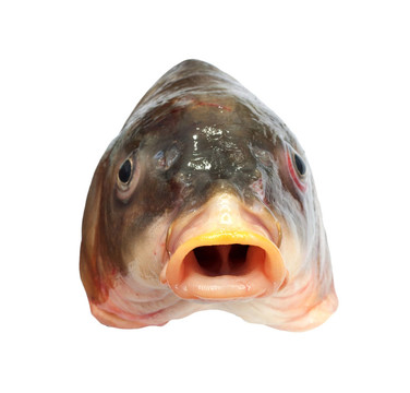 大鯉魚頭