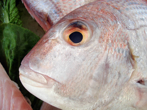 魚(yú)的眼睛