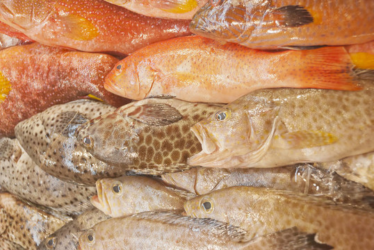 魚