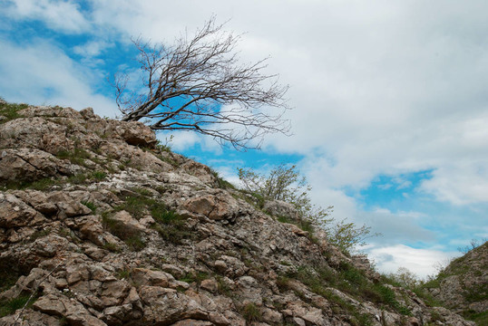 孤独的树。乌克兰；克里米亚；Karabi高原。