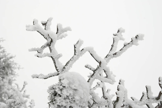 冰雪覆蓋的樹枝