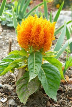 花園里的橙花。