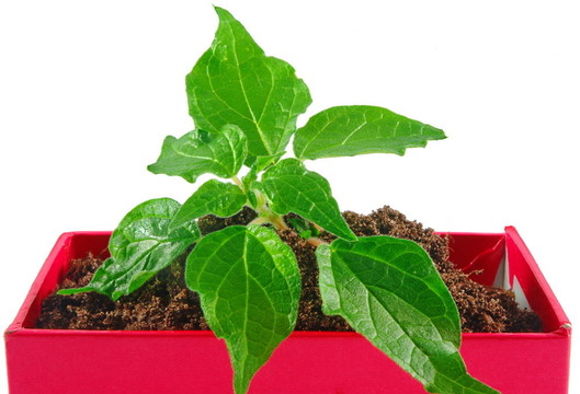 綠色植物