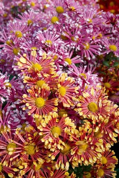 兩種顏色的菊花田。