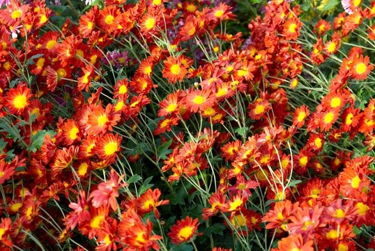 紅色，黃色和橙色的菊花田。