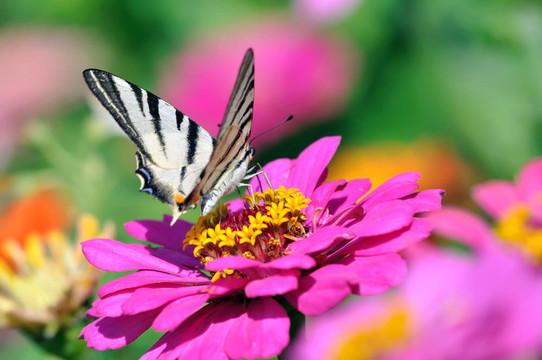 虎鳳蝶在Zinnia