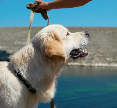 在海岸的黃金獵犬。
