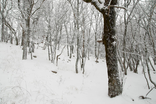 冰雪樹的冬季景觀。