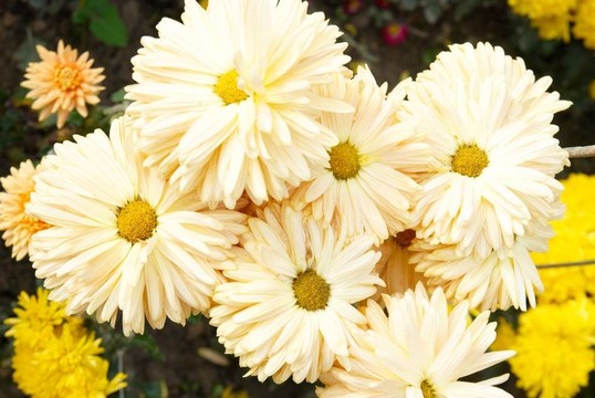 黃白菊花田。
