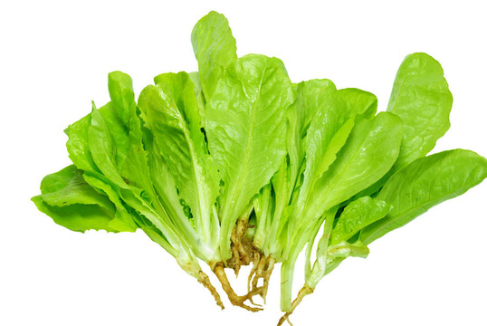 白色生菜上分離的生菜。