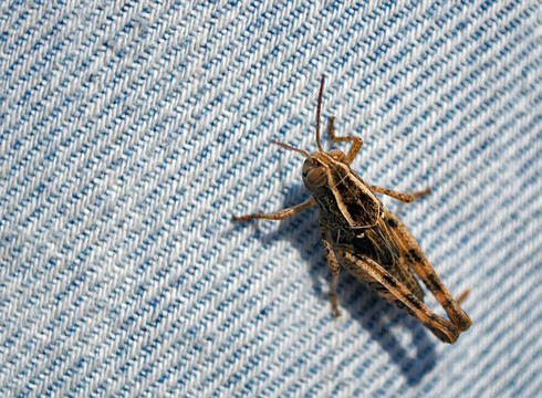 蚱蜢