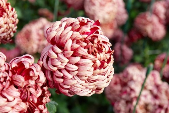 暗紅色的菊花。