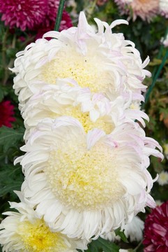 白色黃色的菊花田。