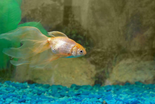 熱帶金魚