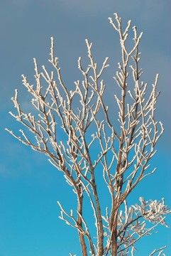 冰雪覆蓋的樹枝