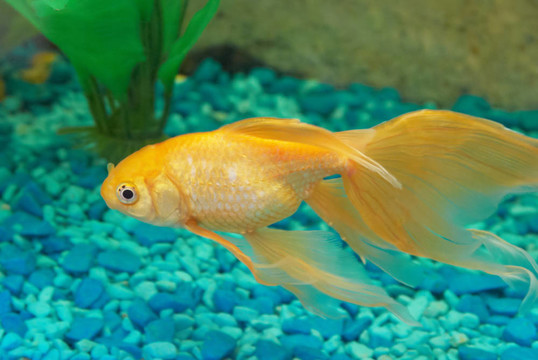 熱帶金魚
