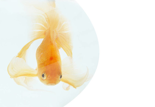 魚缸里的金魚