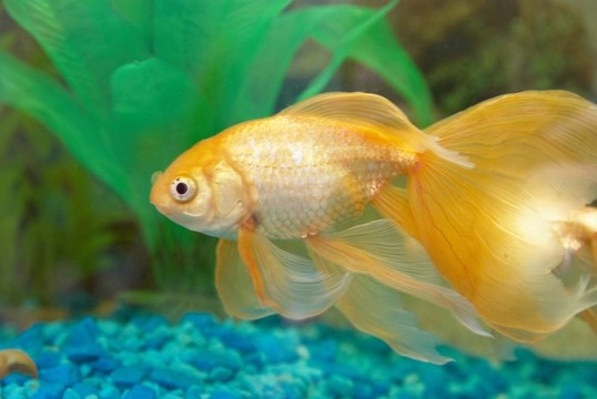 熱帶金魚(yú)
