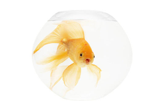 魚缸里的金魚