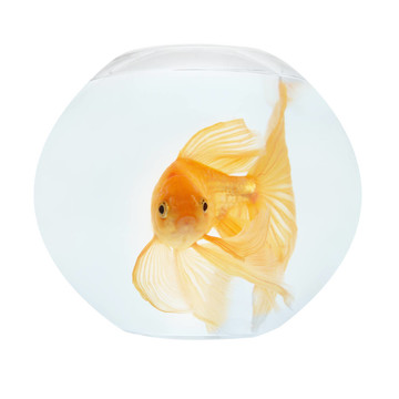 魚缸里的金魚