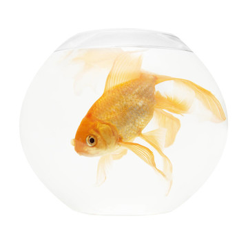 魚缸里的金魚