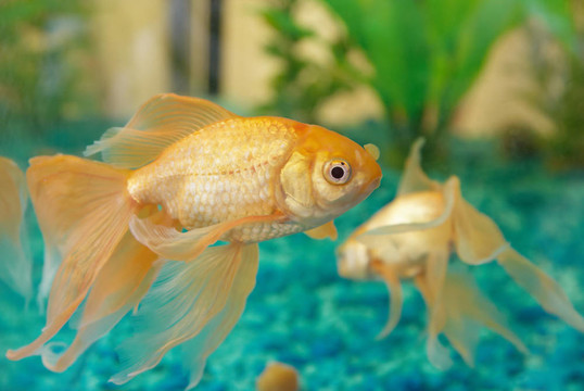 熱帶金魚
